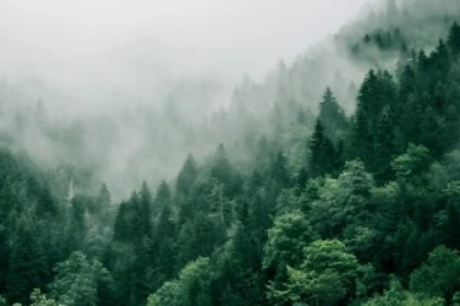 Forest bath - Exploregion