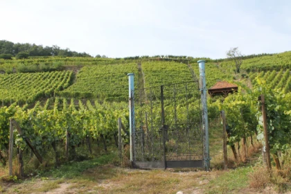 Wine & gourmet walk - Exploregion