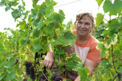Dare to Alsace Wine with a Feminine Touch - Exploregion