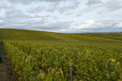 Tasting of 1 cuvée in the vineyard - Nogent l'Abbesse - Exploregion
