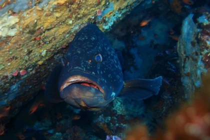 Exploration scuba diving - Les Issambres - Exploregion
