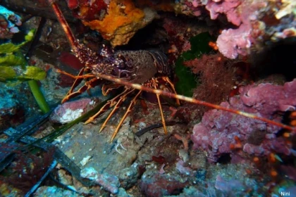 Exploration scuba diving - Les Issambres - Exploregion