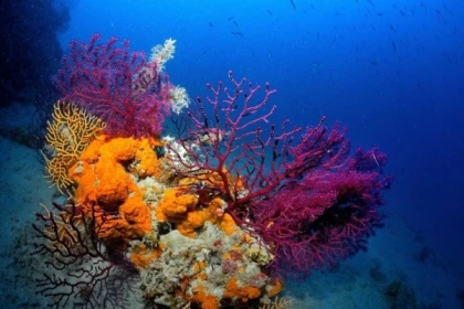 First Scuba diving - Les Issambres - Exploregion