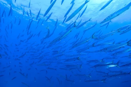 Formation PE 12 - app.name