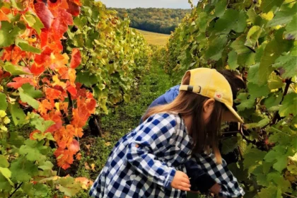 The agroecological viticulture at Champagne V&G Dupont - Exploregion