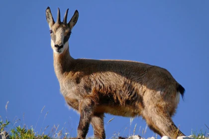 Discover the champion of our mountains, the Chamois! - Exploregion
