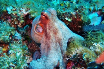 Snorkeling supervised with instructor - Les Issambres - Exploregion