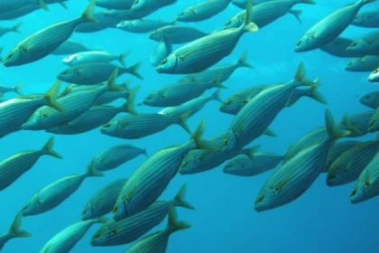 Snorkeling supervised with instructor - Les Issambres - Exploregion