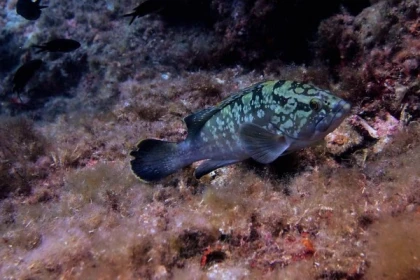 Supervised Diver Training 12m - Exploregion