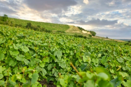 Tasting of “Two Champagne vintages” - Exploregion