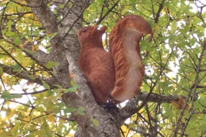 Treasure hunt in the forest - Promo - Exploregion