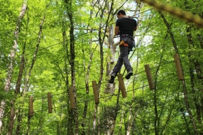 Tree Climbing - Manawa - Exploregion