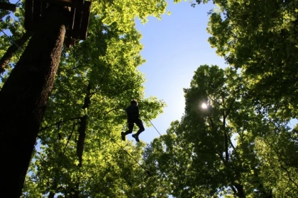Tree Climbing - Manawa - Exploregion