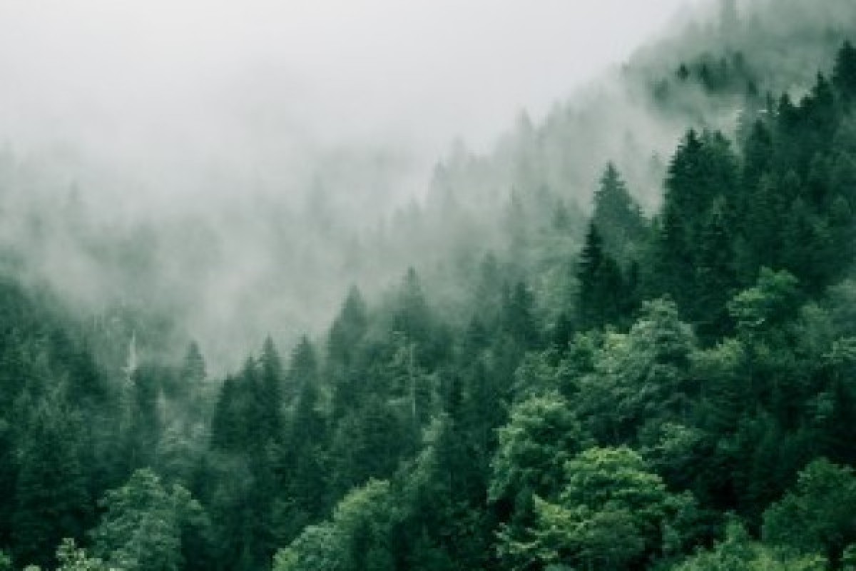 Forest bath - Exploregion