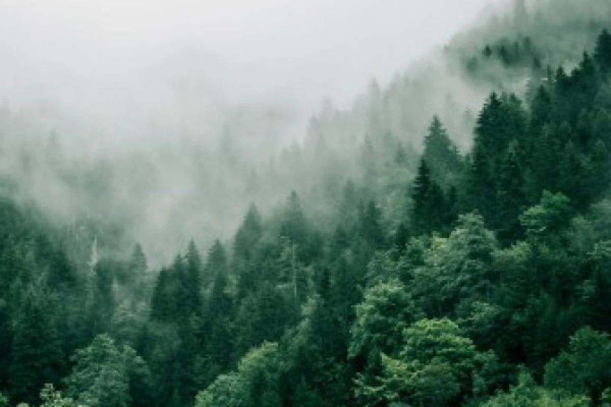 Forest bath - Exploregion