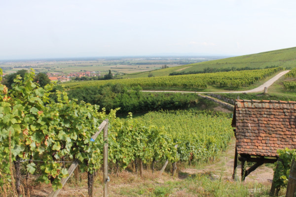 Wine & gourmet walk - Exploregion