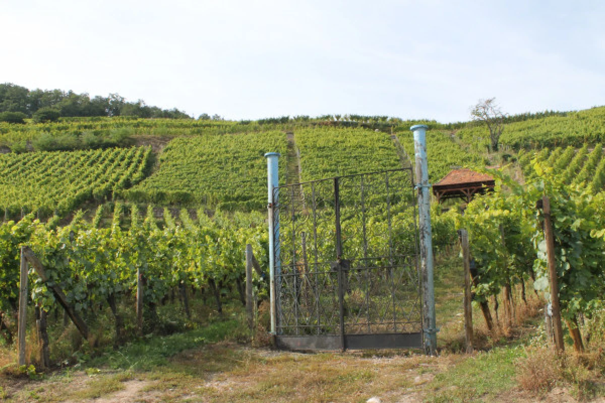Wine & gourmet walk - Exploregion