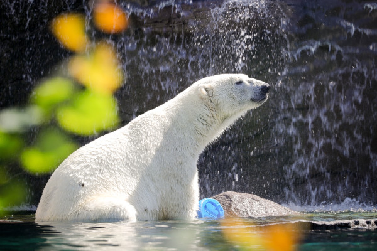 Entrance ticket - Zoo of Mulhouse - Exploregion