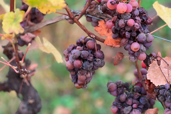 Christmas event - The Secrets of the Late Harvests wines - Exploregion