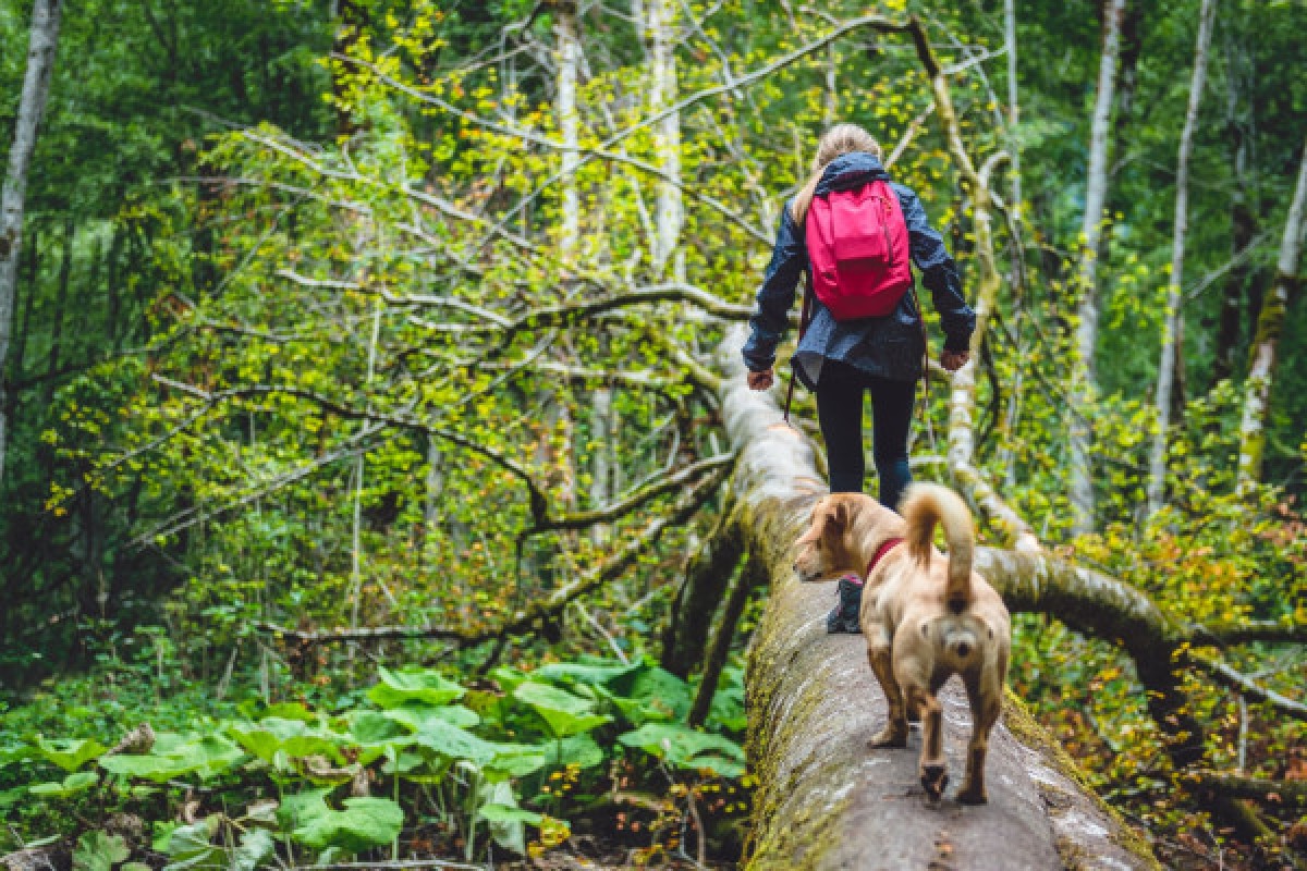 DIGITAL TREASURE WINTZENHEIM (BY FOOT) - Exploregion