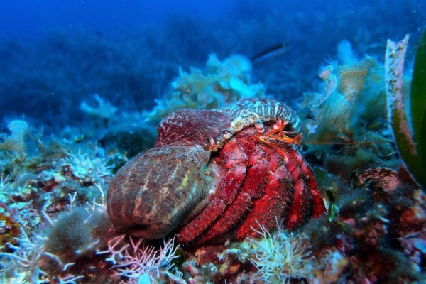 Child course 5 dives for 8-12 years old - Les Issambres - Exploregion