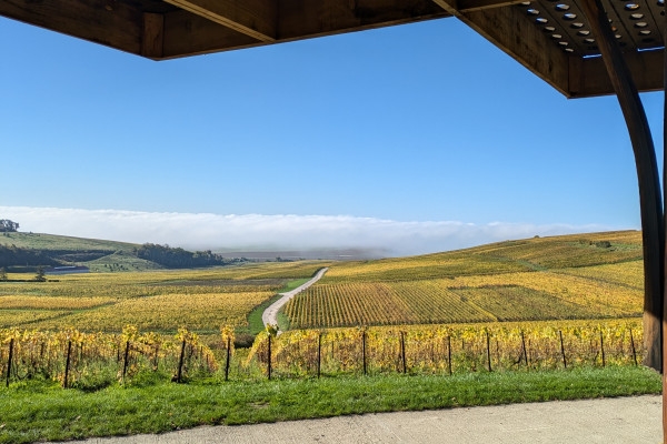 Tasting of 3 vintages in the vineyard - Nogent l'Abbesse - Exploregion