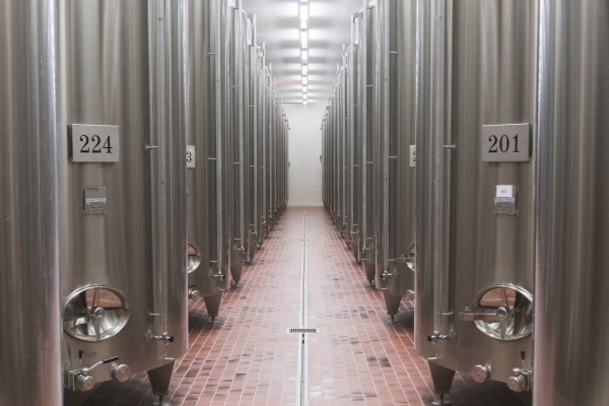 Ripeness masterclass by Champagne De Sloovere - Pienne - Exploregion