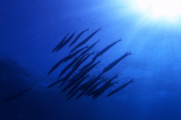 Exploration scuba diving - Les Issambres - Exploregion