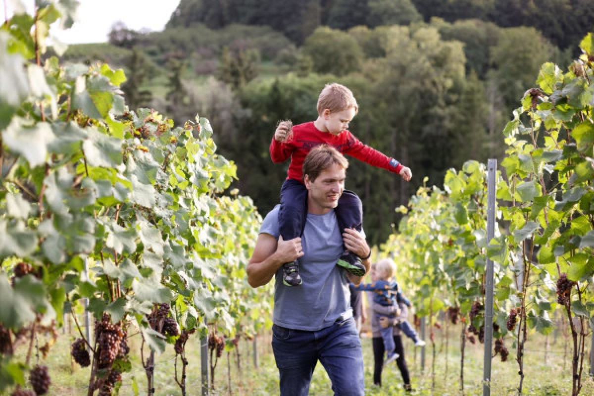 Explore the Enchanting River and Wine Moselle Day Tour - Exploregion