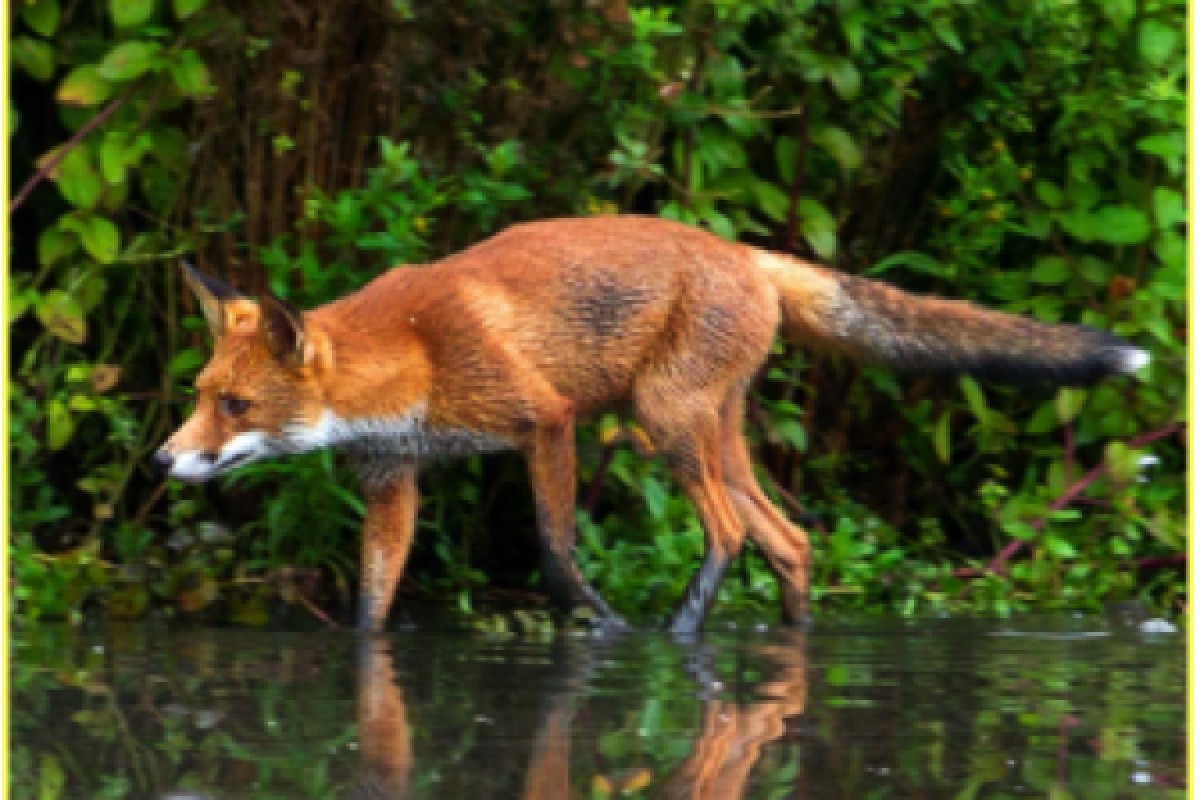 Scavengerhuntfollowing the animal tracks - Exploregion