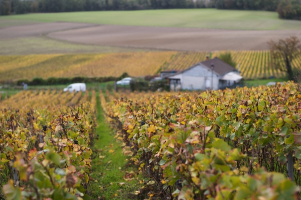 The Terroir Experience: Estate & Cellar Tour - Exploregion