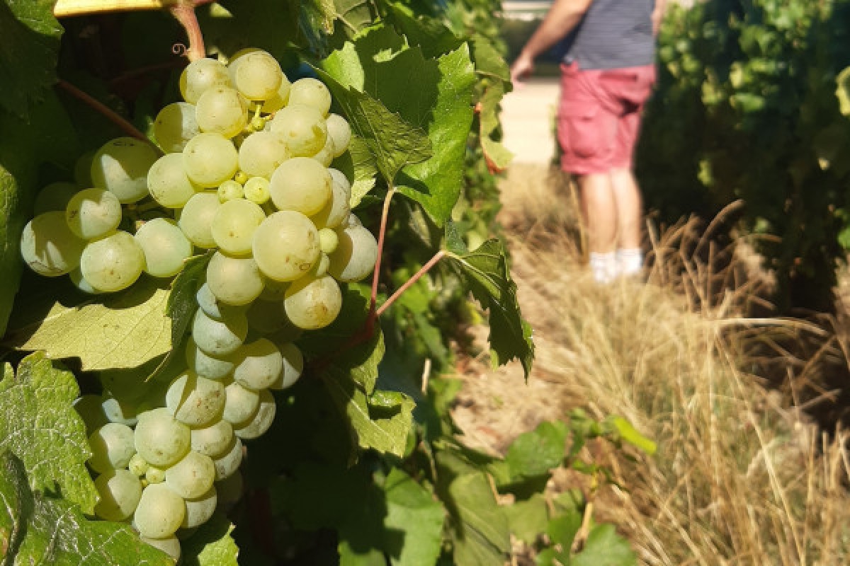 The agroecological viticulture at Champagne V&G Dupont - Exploregion