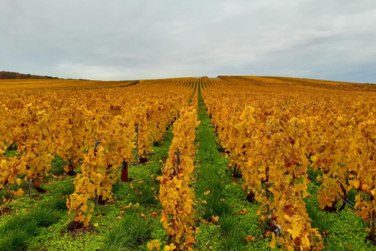 The agroecological viticulture at Champagne V&G Dupont - Exploregion