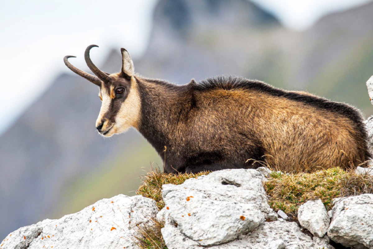 Discover the champion of our mountains, the Chamois! - Exploregion