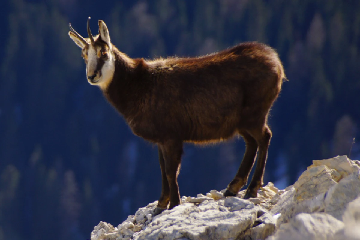 Discover the champion of our mountains, the Chamois! - Exploregion