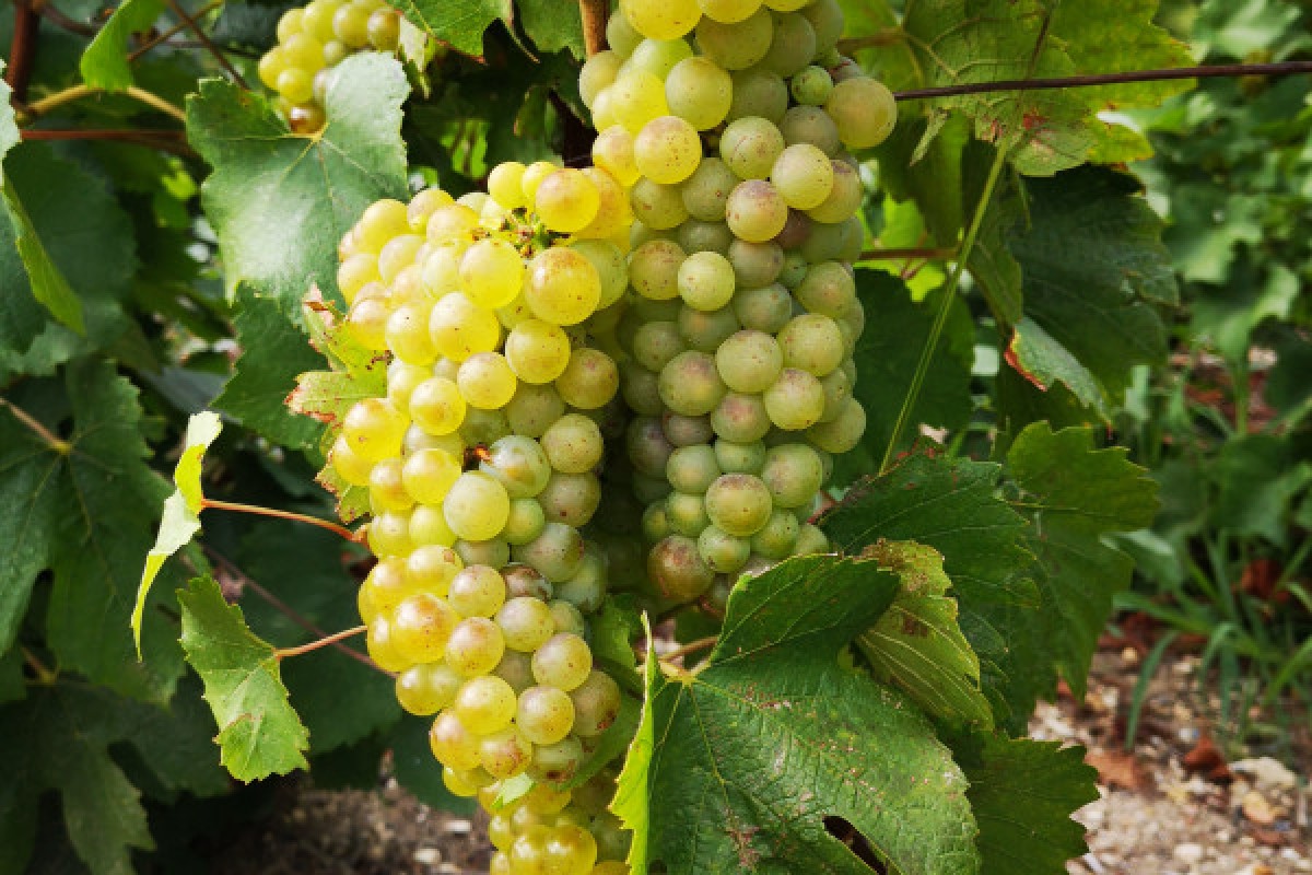 The heart of the Champagne region from Epernay - Exploregion