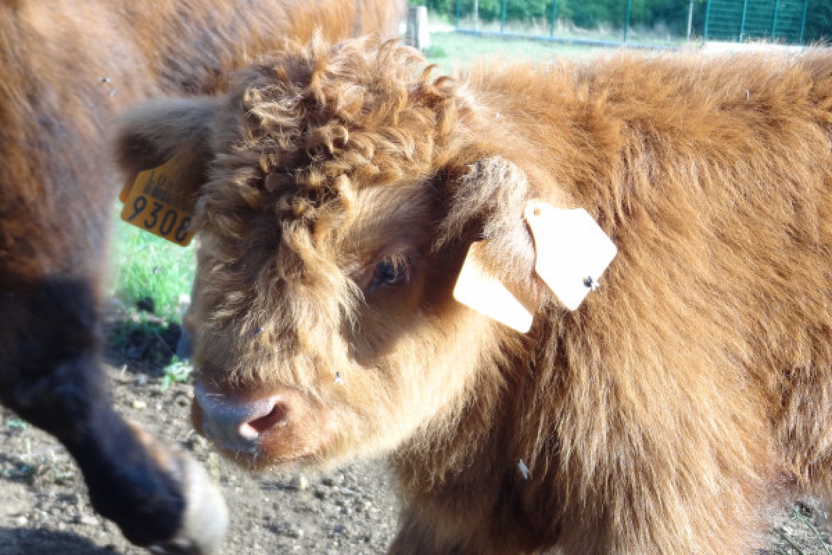 Group activity: Animal parc rallye and treasure hunt - Exploregion