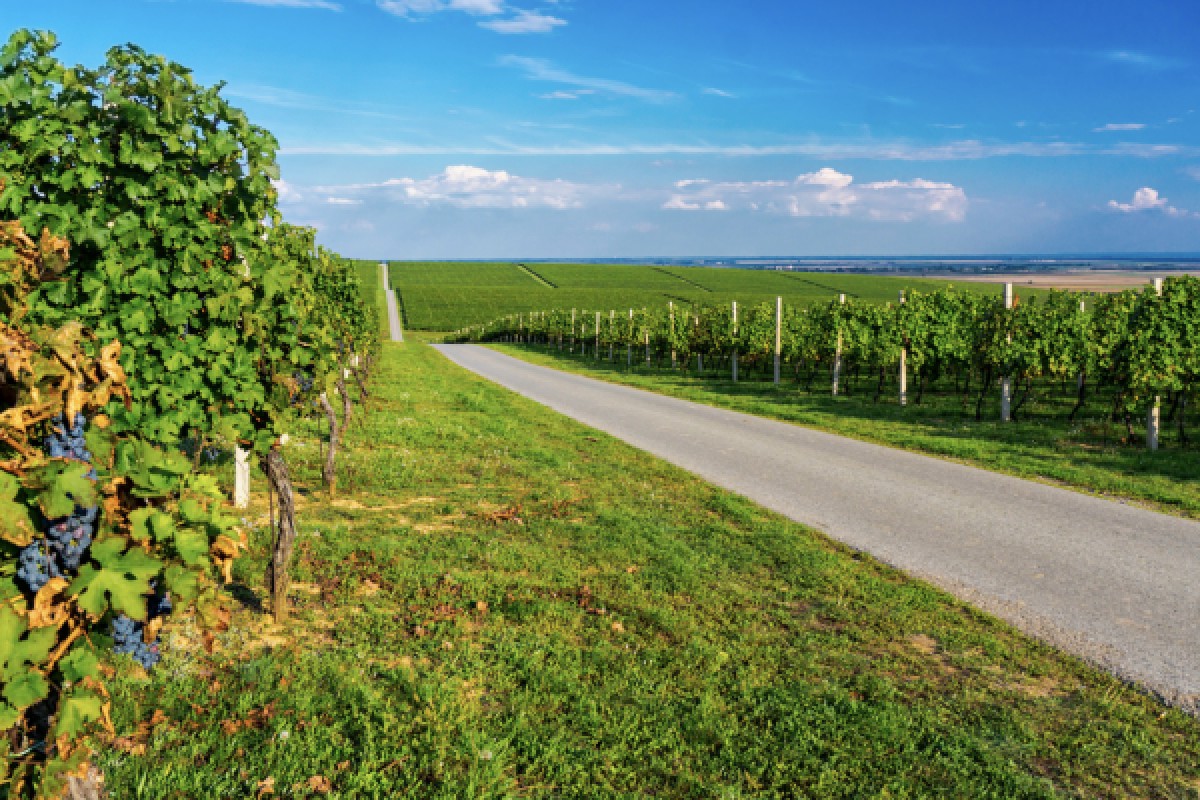 DISCOVERY RALLY ALSACE WINE ROUTE - Exploregion
