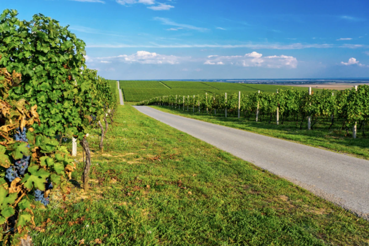DISCOVERY RALLY ALSACE WINE ROUTE - Exploregion