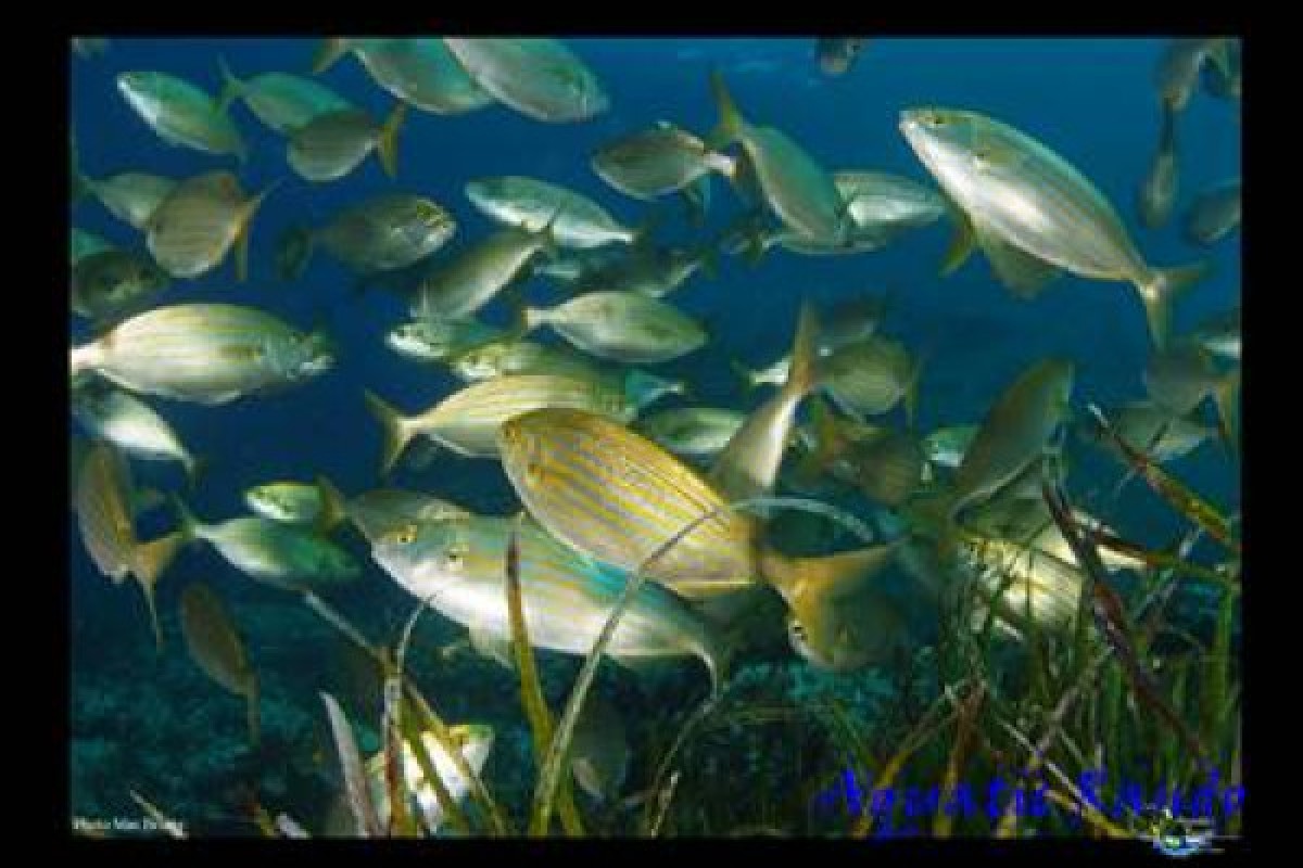 Palmed hiking - Fréjus - Exploregion