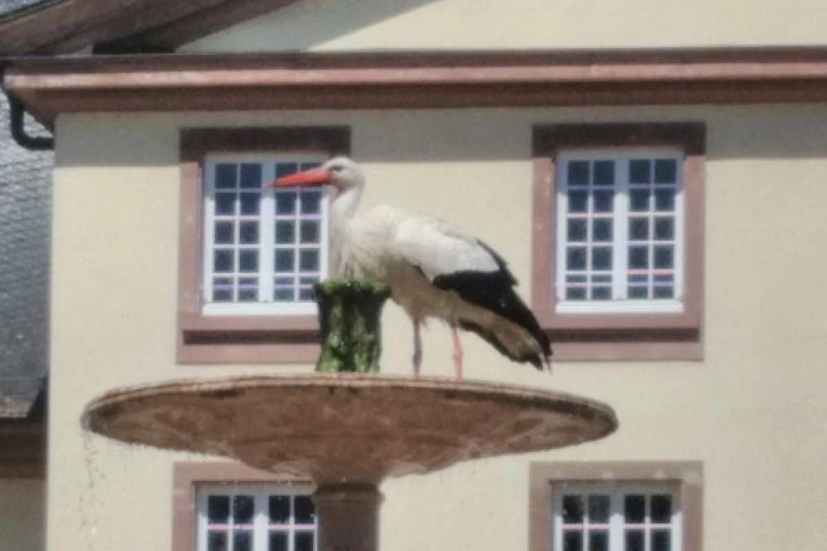 Rickscha Tour: Circuit ABC - Exploregion Rickscha Tour: Circuit ABC - Exploregion