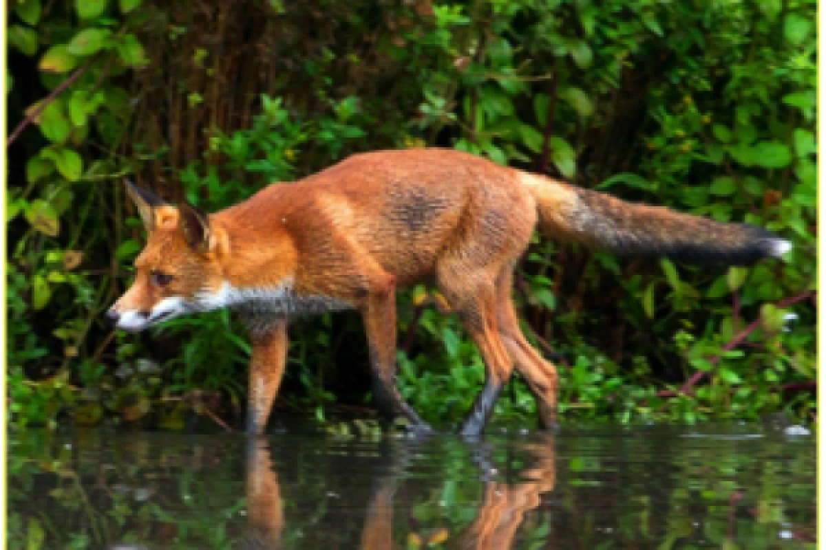 Scavengerhuntfollowing the animal tracks - Exploregion
