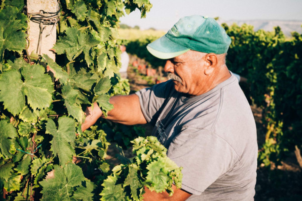 Volcanic Syracuse - Sicilian Wine Tasting - Exploregion