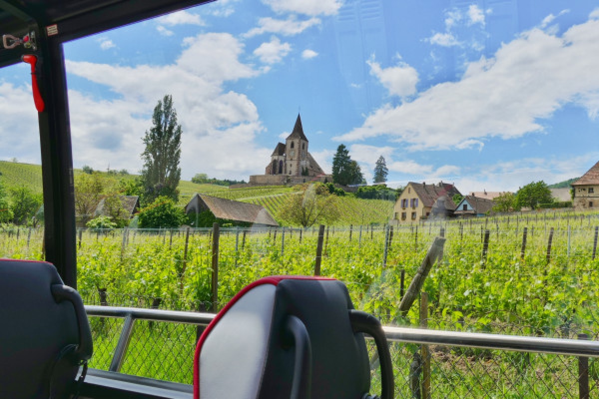 From Strasbourg: Pearl of the Vineyard day tour - Exploregion