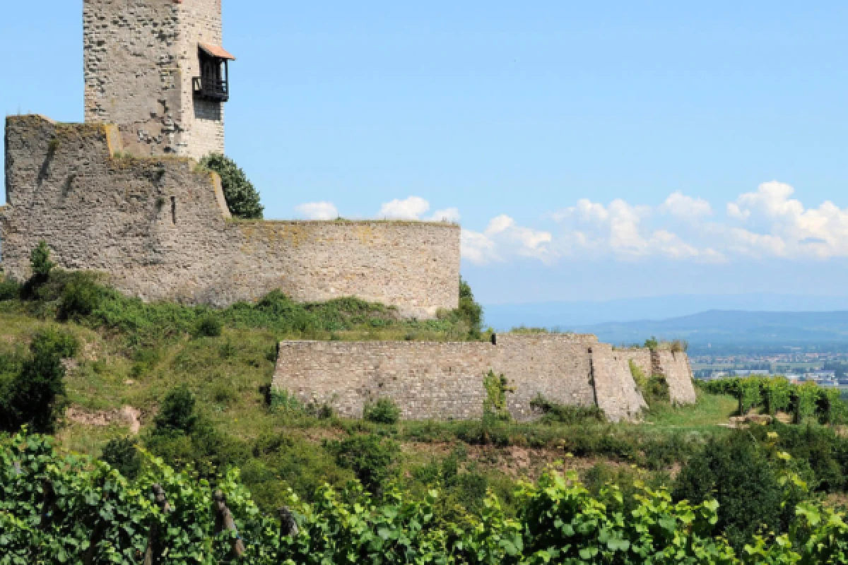 Alsace vineyards and wine tasting - Exploregion