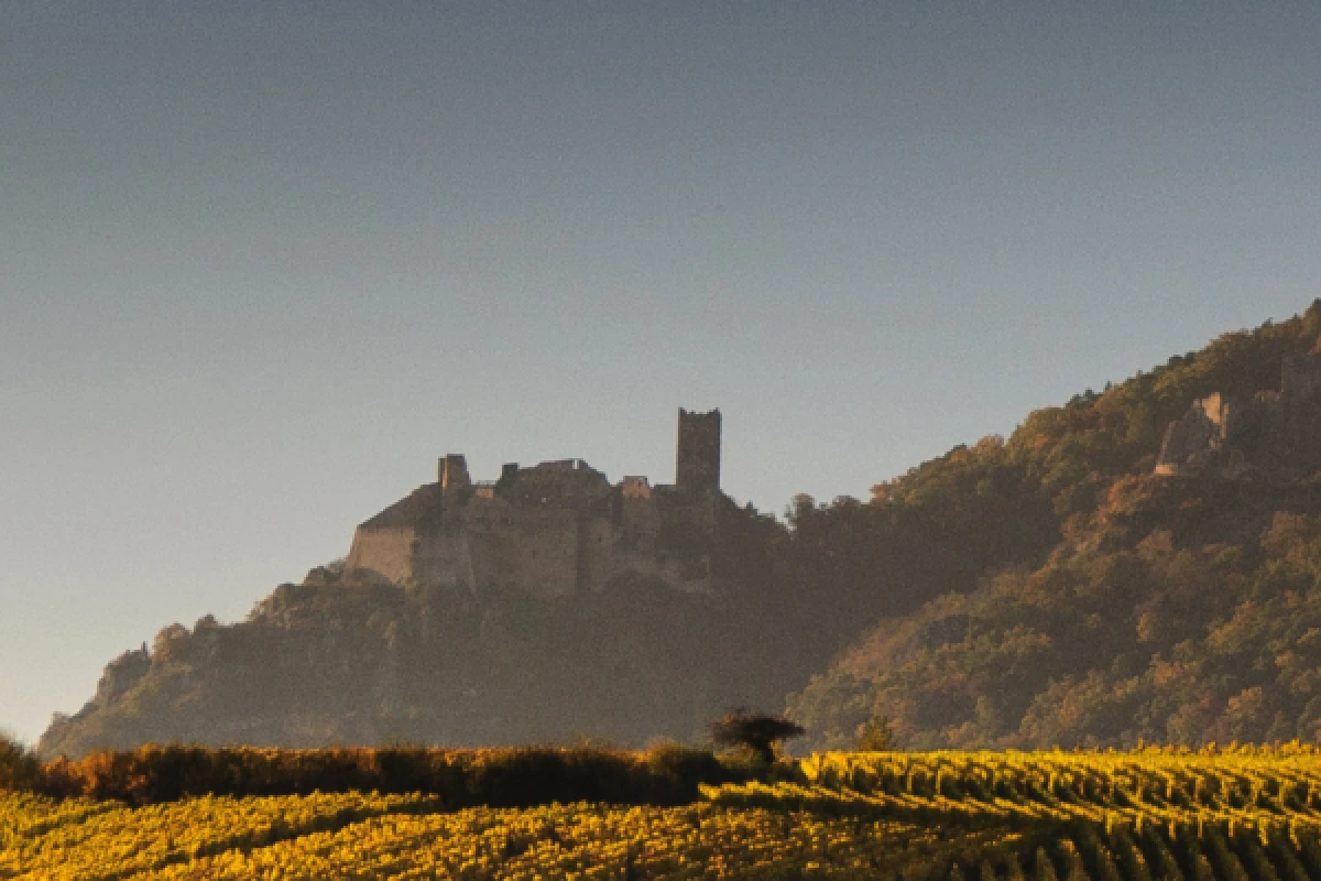 Alsace vineyards and wine tasting - Exploregion