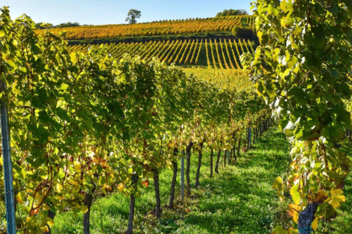 Alsace vineyards and wine tasting - Exploregion