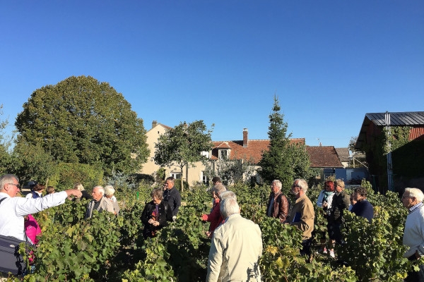 Visit and Chablis wine tasting at Domaine Clotilde Davenne in English - Exploregion
