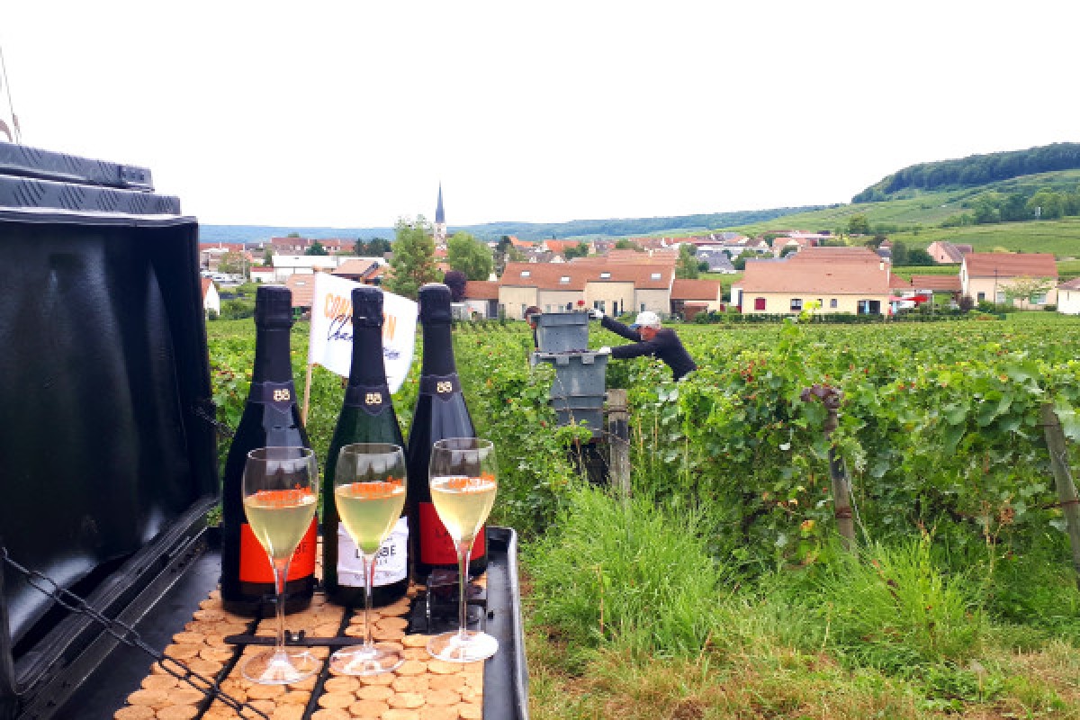 La Champenoise, Visit & tasting Vintage - Exploregion